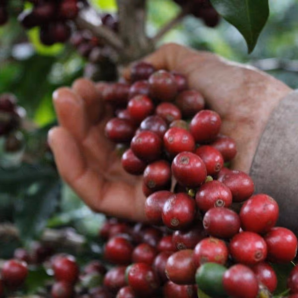 Brazilian Red Catuai