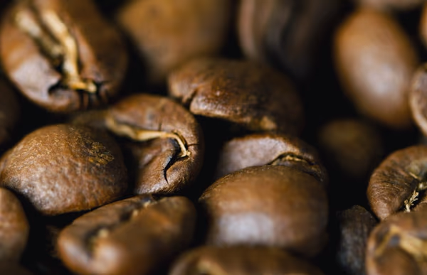 Nicaraguan Maragogype