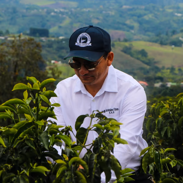 Wilton Benitez TS Anaerobic Geisha (FILTER and OMNI roast profiles)