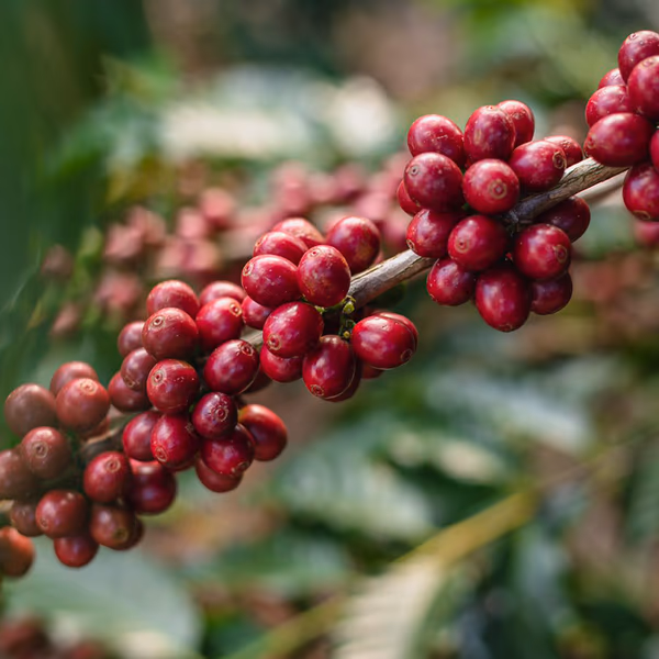 Seasonal Espresso -  Samba Reserve Natural, Brazil
