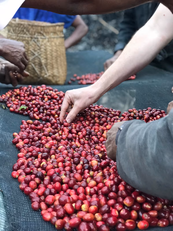 Timor Leste Samoro