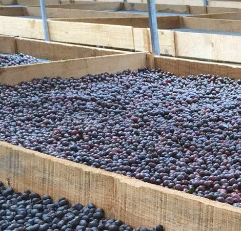 Nicaragua Peralta Estate Anaerobic Natural Process - 500g