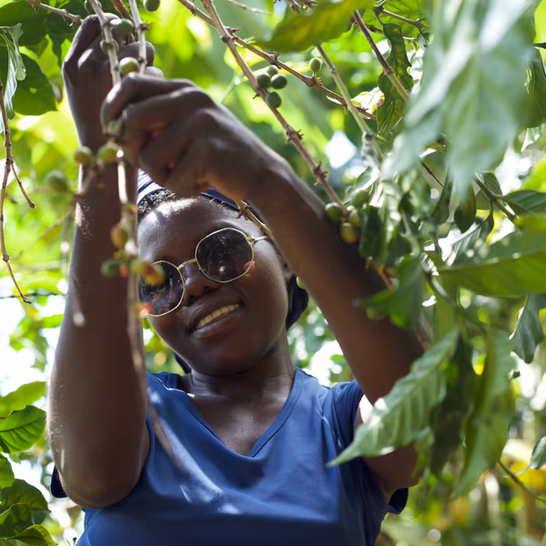 Burundi – Migoti Hill Lot 1