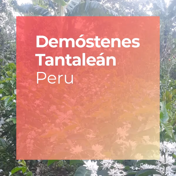DEMÓSTENES TANTALEÁN, Anoxic Washed Gesha