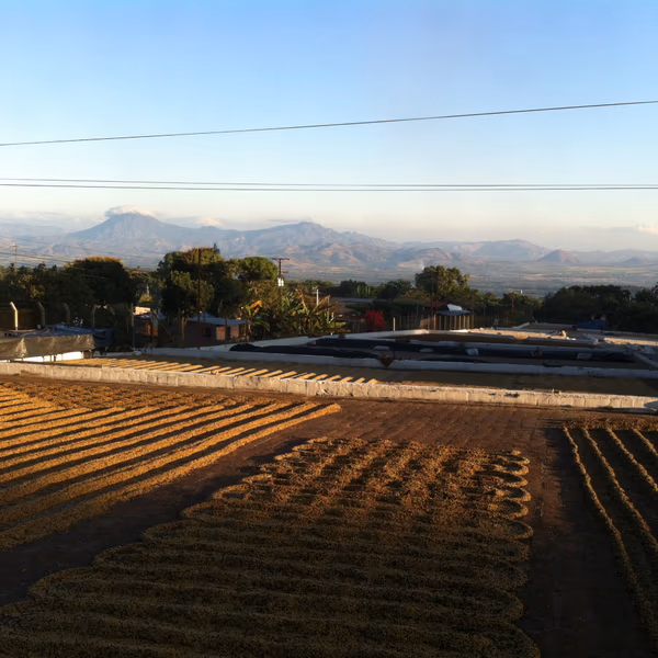 Los Nogales