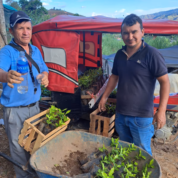 Peru Los Amigos Del Oso 100% Organic