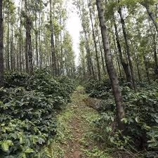 India Ratnagiri Honey Process - 500g
