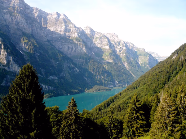 Swiss Water Decaf