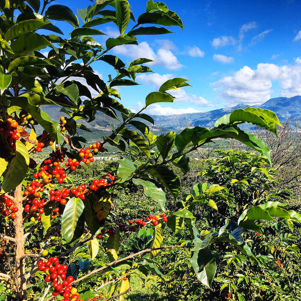Guatemala Antigua - Milk chocolatey, fruity, smooth drinking