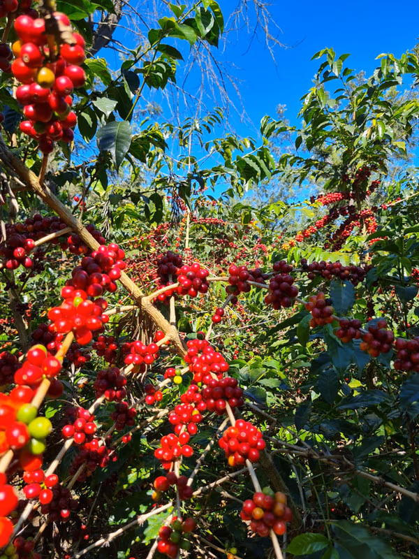 Guatemala - Finca El Retiro del Quisaya