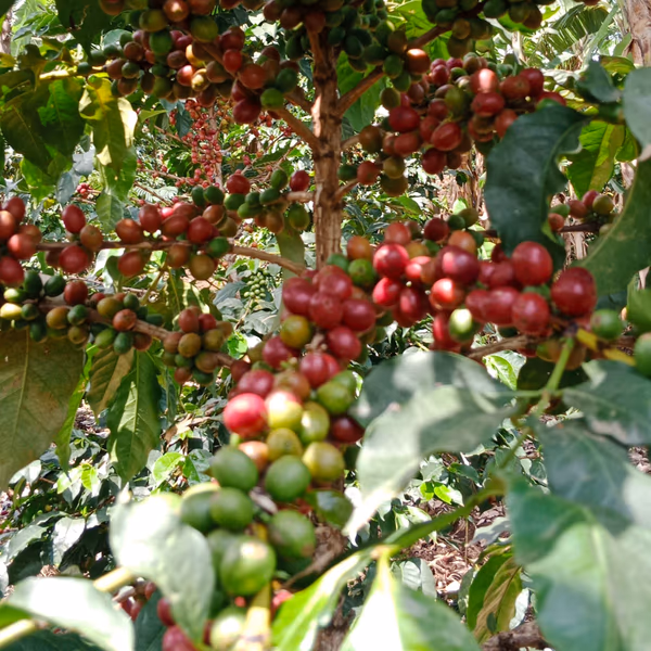 Kenya, Orange CoFerment: NEW