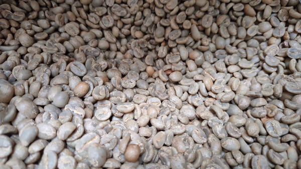 Costa Rica Hermosa - Unroasted Green Coffee