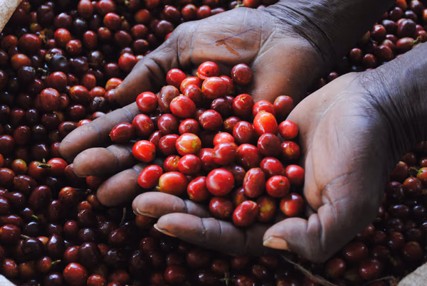 Rwanda Rwamatamu Peaberry