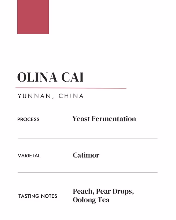 Olina Cai: China • Yeast Fermentation • Catimor