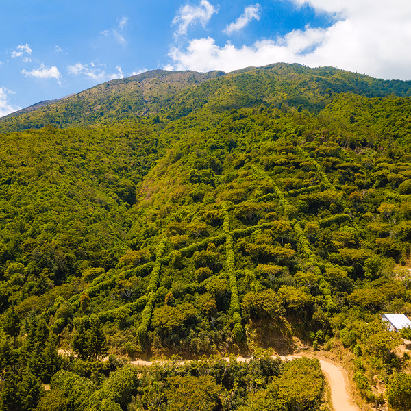 Las Laderas Honey, El Salvador