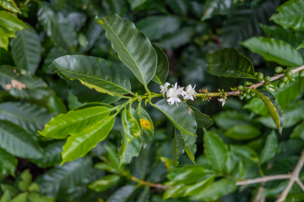 Costa Rica Aquiares Centroamericano Thermic