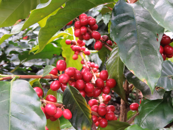 Nicaragua The King Red Catuai