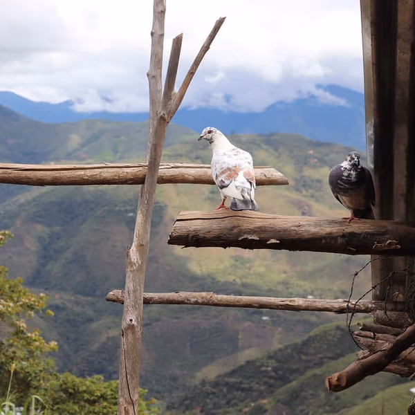 Peru - Cajamarca