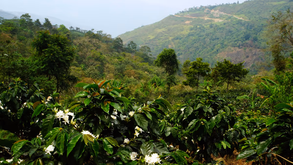 Peru Queromarca Community - 500g