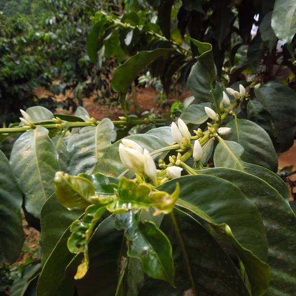 Kenya AA Thunguri