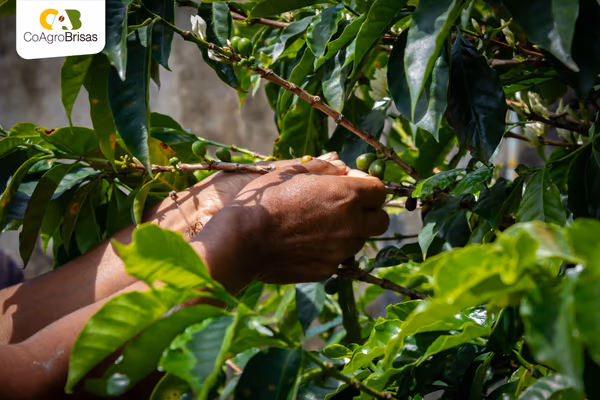 Colombia Women’s Project COAGROBRISAS