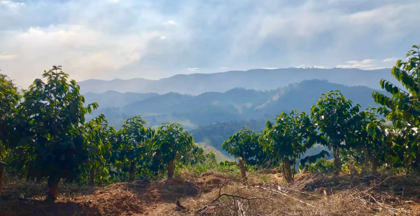 Decaf Brazil Minas Gerais