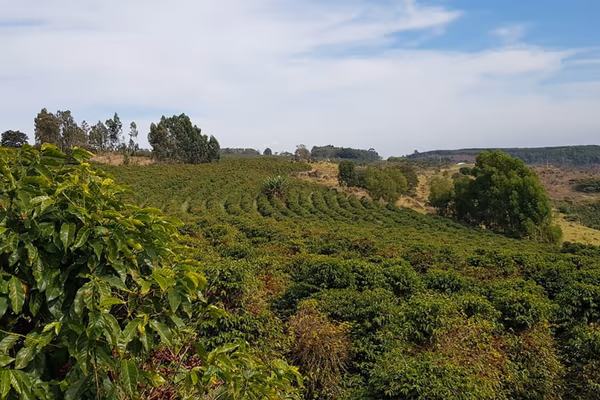 Brazil Nossa Senhora da Aparecida Natural - 500g