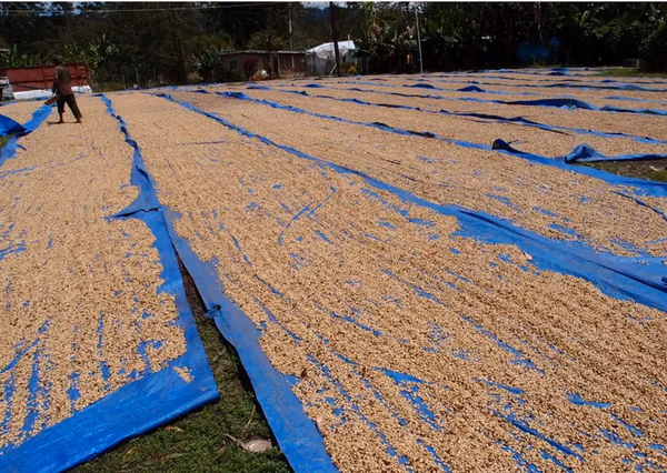 Papua New Guinea Madan Estate AA - 500g