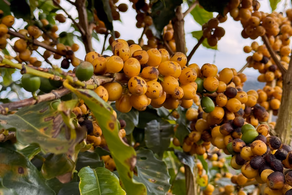 Fazenda Moinho Natural Arara