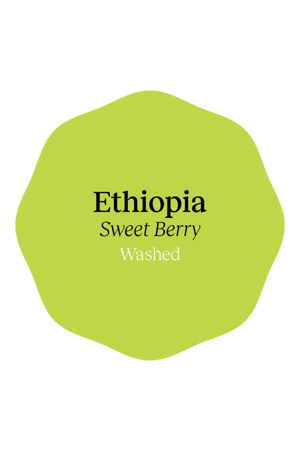 Ethiopia Yirgacheffe Sweet Berry