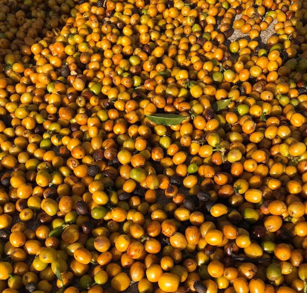 Brazil Amarelo Mantiqueira Yellow Bourbon.