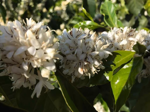 Brazil Fazenda São Lucas