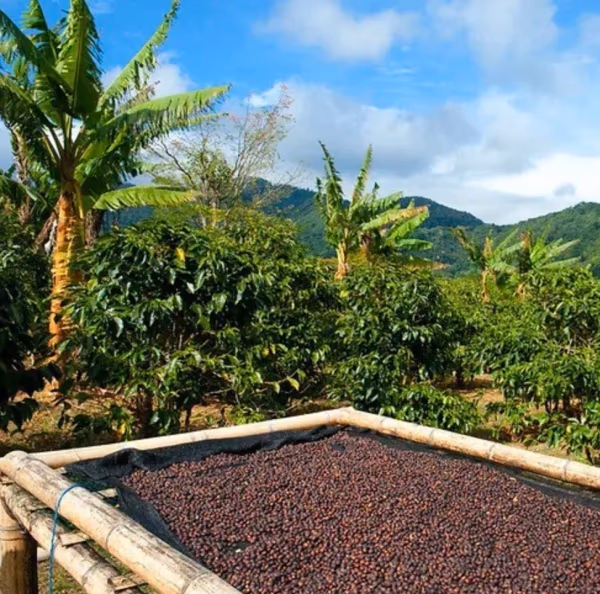 Sumatra Mandheling Tekengon