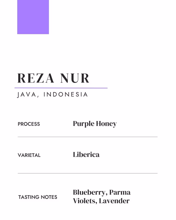 Reza Nur: Indonesia • Purple Honey • Liberica