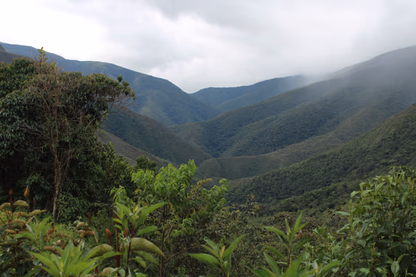 Gabino Apaza Verónica - Finca Paccayniyoc