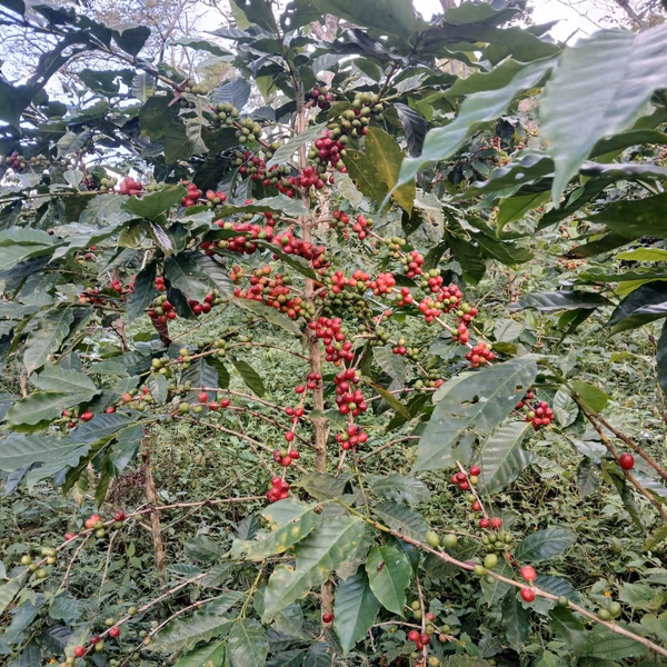 San Cayetano Carbonic Natural Decaf, Guatemala | DECAF ESPRESSO