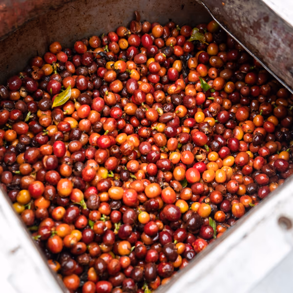 Aquiares Red Honey