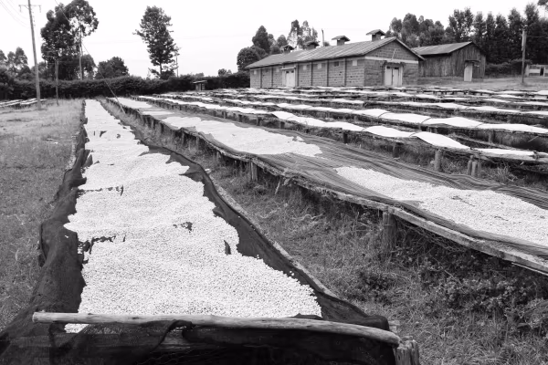 Kenya Kii AA