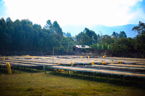 Ethiopia – Sidama Mirado
