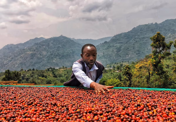 Uganda Kithuthu Natural