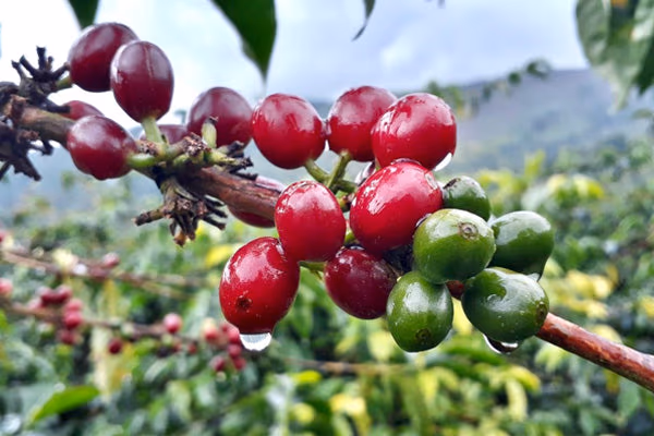 Colombia - Dulima - Washed