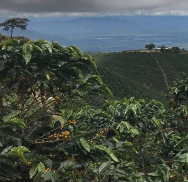 Colombia Dulima - Single Origin