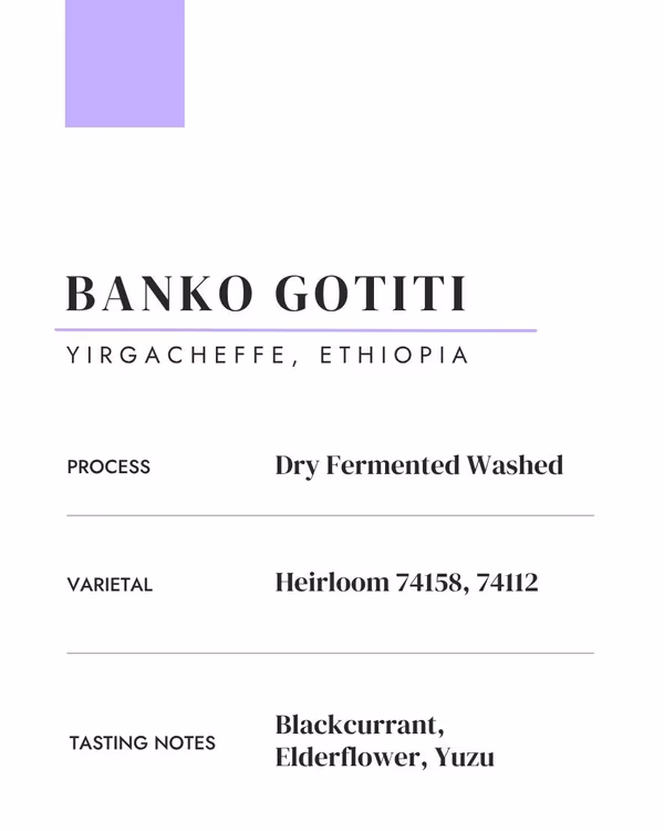 Banko Gotiti: Ethiopia • Washed • Heirloom