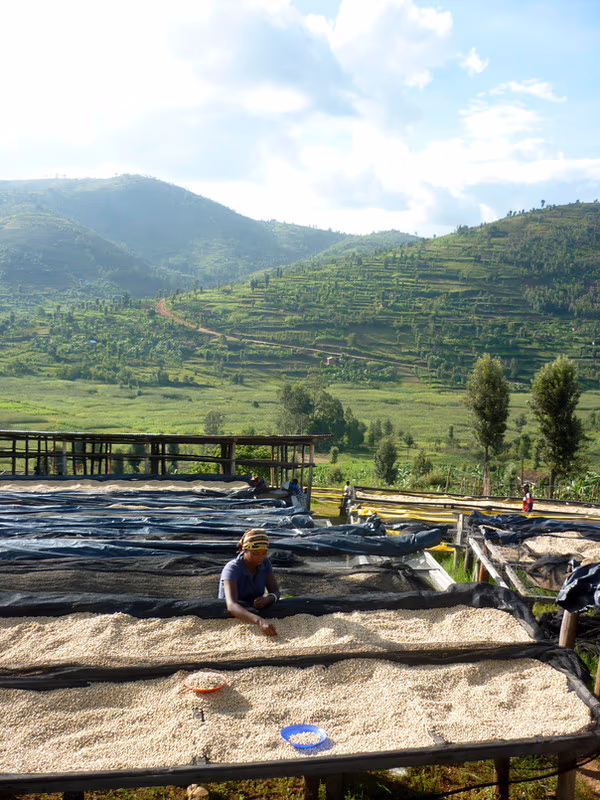 Rwanda - Buf Nyarusiza Lot 12