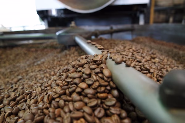Rainforest Espresso