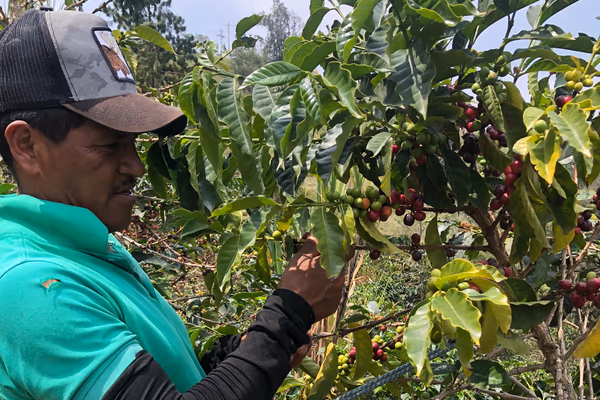Mandarino Oporapa regional blend
