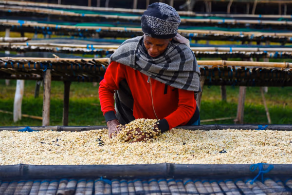 Ethiopia - * Anaerobic Natural * - Hamasho