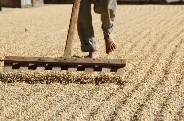 Guatemala Huehuetenango SHB EP FT