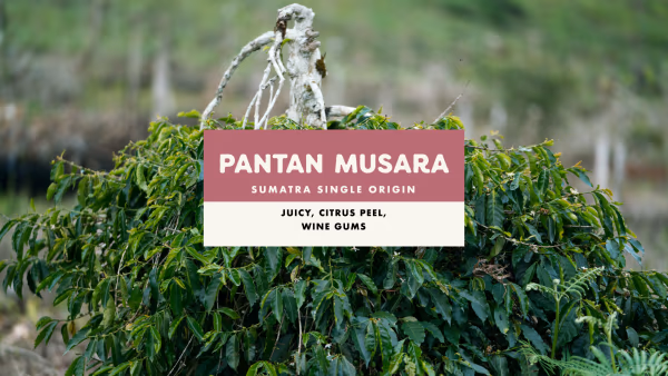Pantan Musara Washed