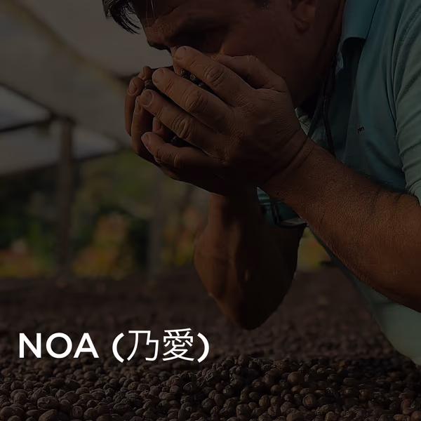 Hachi - Noa (乃愛) · Gesha